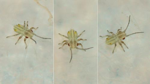 Réf. 230 379 : Iziphya bufo